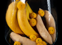 2020-11-15 Terre de Glaces-11 2020-11-15 Terre de Glaces-11